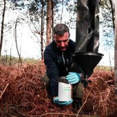 Un foyer de vers ravageurs du pin détecté pour la première fois en France : "il peut avoir un impact particulièrement important" | Landes | Scoop.it