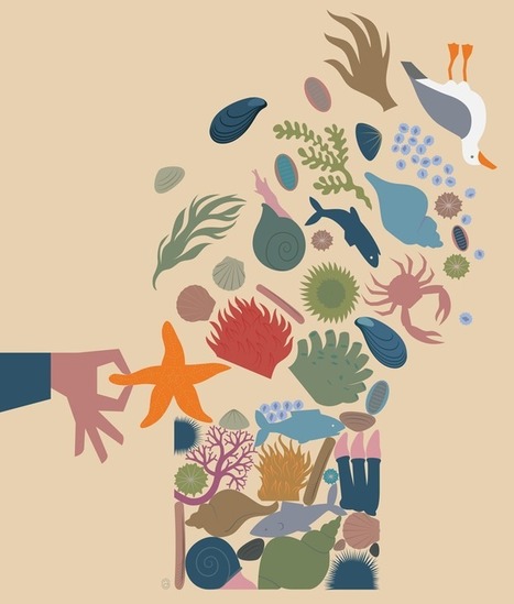 The Ecologist Who Threw Starfish - Issue 34: Adaptation - Nautilus | Sandy Beach Ecology & Management | Scoop.it