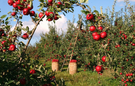 Charles Hervé-Gruyer - La ferme du bec Hellouin, pour une résilience agricole | Une semaine d'actu - Newsletter de veille de l'AURH | Scoop.it