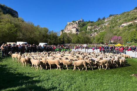 Transhumance dans le Lot : "Utile, &eacute;conome et &eacute;cologique", 300 brebis parcourent 80 km pour d&eacute;broussailler et pr&eacute;venir les incendies | Elevage et environnement | Scoop.it