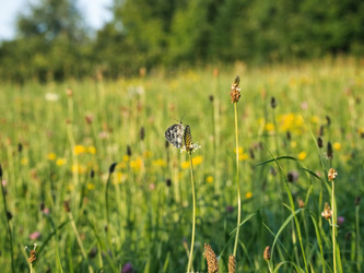 Nature 40 - Le Département met à disposition des prairies pour le pâturage ou le foin   | Landes - Conseils municipaux & communautaires | Scoop.it