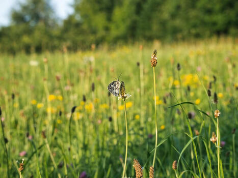 Nature 40 - Le Département met à disposition des prairies pour le pâturage ou le foin   | Landes | Scoop.it