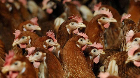 Challans Gois Communaut&eacute; rappelle les pr&eacute;cautions &agrave; prendre face &agrave; la grippe aviaire - Ouest France [Abonn&eacute;s] | Agriculture en Pays de la Loire | Scoop.it