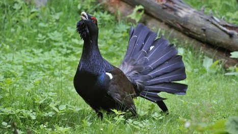 L'Etat condamné pour avoir autorisé la chasse au grand tétras dans les Hautes-Pyrénées | Vallées d'Aure & Louron - Pyrénées | Scoop.it