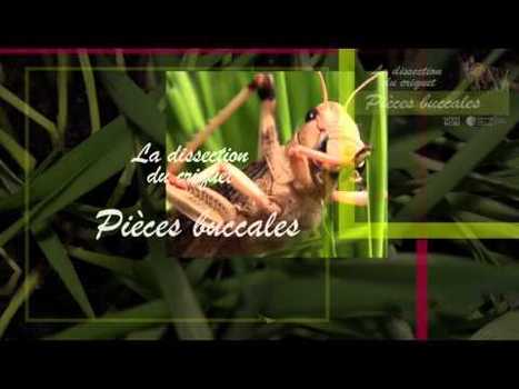 La dissection du criquet - pièces buccales - 2 sur 6 | Variétés entomologiques | Scoop.it