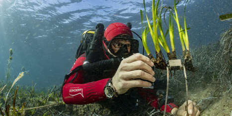 A la rescousse des prairies sous-marines, de la Côte est des Etats-Unis à la Méditerranée | Biodiversité | Scoop.it