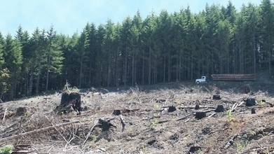 How Logging Road Pollution Landed on The Supreme Court Docket | Timberland Investment | Scoop.it