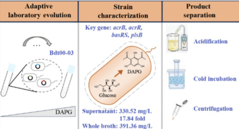 Engineering 2,4-Diacetylphloroglucinol-Hyper-Tolerant Escherichia coli via Adaptive Evolution for Efficient Biosynthesis and an Organic Solvent-Free Downstream Process | asb | RMH | Scoop.it