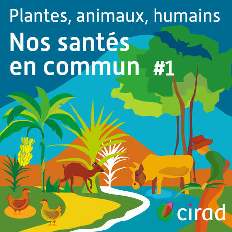 Des chauves-souris et des hommes - S4E1 - Nourrir le vivant | Cirad | Alimentation Santé Environnement | Scoop.it