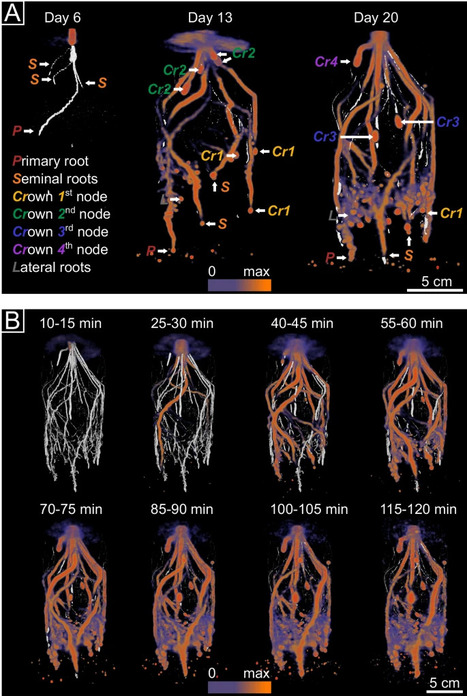 Photosynthate distribution determines spatial patterns in the rhizosphere microbiota of the maize root system | Plant-Microbe Symbiosis | Scoop.it