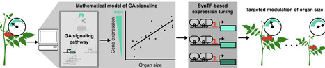 Molecular Bonsai: Elucidating the design principles for engineering plant organ size | Brvp | RMH | Scoop.it