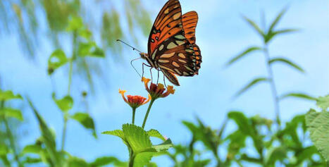 Une s&eacute;rie de 3 webinaires : &laquo; S&eacute;quence Eviter, R&eacute;duire, Compenser (ERC) et planification locale &raquo; -&nbsp;CNFPT | Biodiversit&eacute; | Scoop.it