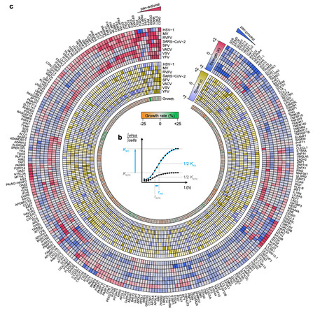 Large Study Characterizes Antiviral Properties of Interferon Stimulated Genes in 8 Viruses | Virus World | Scoop.it