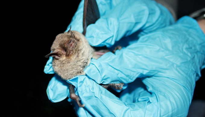 Why bats stole a gene from an Ebola ancestor - Viral Bioinformatics ...