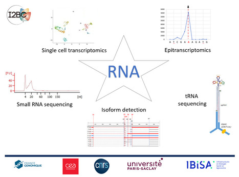 FOCUS PLATEFORME : Séquençage en cellule unique, séquençage direct par nanopore, détection de modifications… Des technologies variées au service des ARNs à l’I2BC | Life Sciences Université Paris-Saclay | Scoop.it