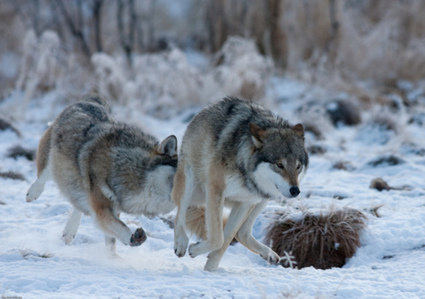 Photo | Loup | Scoop.it