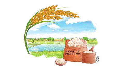 CHINA: Premium rice grains shed light on its expanding organic consumption&nbsp; | ASIES | Scoop.it