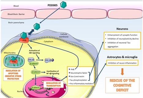 Nouvel éclairage sur la découverte de candidats médicaments pour les maladies neurodégénératives | Life Sciences Université Paris-Saclay | Scoop.it