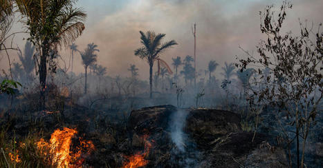 A Collapse of the Amazon Could Be Coming ‘Faster Than We Thought’ - The New York Times | Rainforest CLASSROOM | Scoop.it