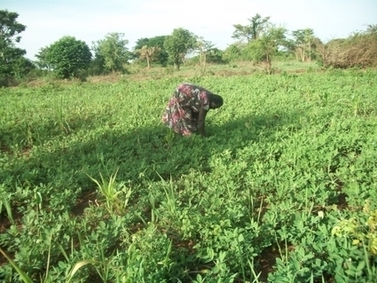 subsistence farming scoop