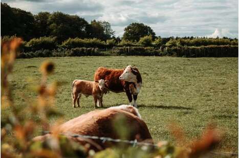 AUSTRALIA: The real cost of achieving net-zero emissions in Australia's livestock sector | Revue de presse - Club DEMETER | Scoop.it