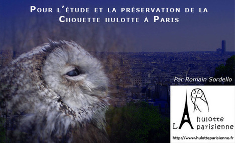 M’aiderez-vous à préserver la Chouette hulotte à Paris ? | Paysage - Agriculture | Scoop.it