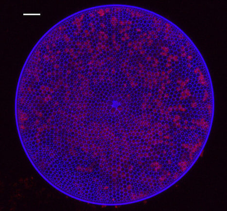 Algae-killing viruses spur nutrient recycling in oceans | Coastal Restoration | Scoop.it