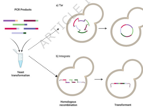 PYEAST &ndash; A Computational Toolkit for Saccharomyces cerevisiae Genetic Engineering | npj | RMH | Scoop.it