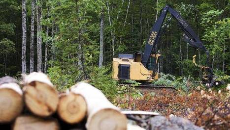 Online timber brokerage finds ways to make its mark | Timberland Investment | Scoop.it
