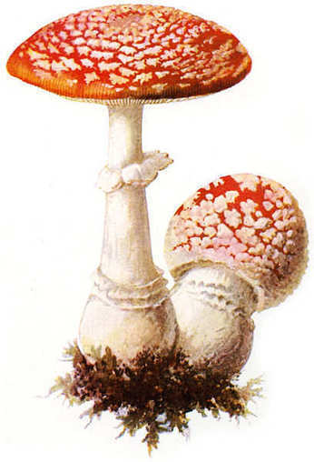 Deadly and Delicious Amanitas Can No Longer Decompose | The Artful Amoeba, Scientific American Blog Network | Kool Look | Scoop.it