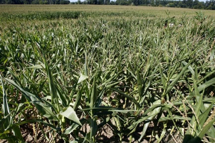 États-Unis : les anti-OGM contre les semences adaptées au changement climatique | Les Colocs du jardin | Scoop.it