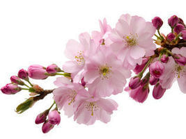 Fleurs de Bach : les fleurs de la bonne humeur | Aromathologie | Scoop.it