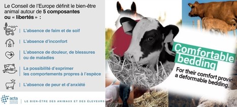 Bien-être animal : 100% des exploitations laitières évaluées d’ici 2025 | Lait de Normandie... et d'ailleurs | Scoop.it