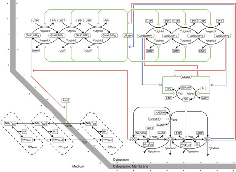 Computer experimentation on E. coli ammonium transport and assimilation reveals mechanisms for energy coupling, balanced futile cycling, and robust growth | brvm | RMH | Scoop.it