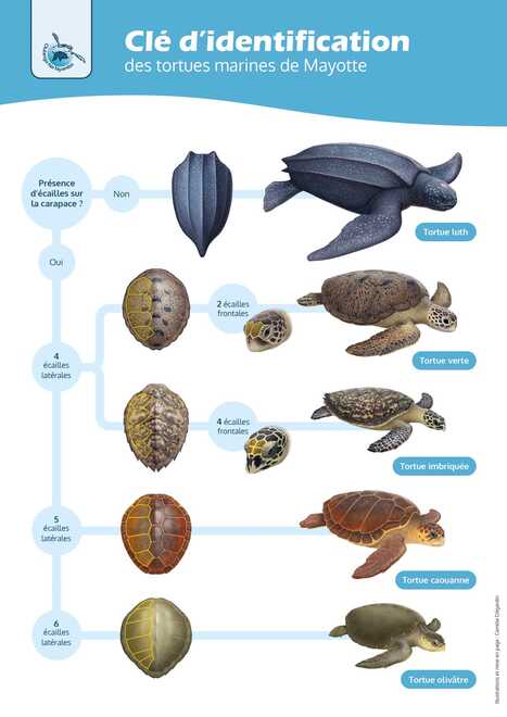 Conna&icirc;tre et prot&eacute;ger les tortues marines -&nbsp;Groupe Tortues Marines France | Biodiversit&eacute; | Scoop.it