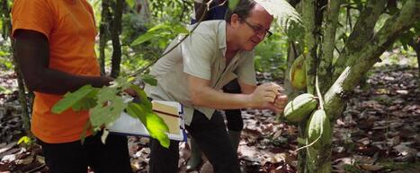 Repenser l&rsquo;agroforesterie en cacaoy&egrave;re : mieux g&eacute;rer les arbres d&eacute;j&agrave; pr&eacute;sents | &Eacute;cosyst&egrave;mes Tropicaux | Scoop.it