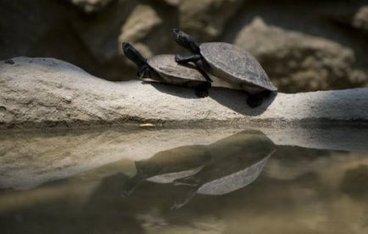 Des tortues fig&eacute;es en plein co&iuml;t, il y a 47 millions d'ann&eacute;es | Mais n'importe quoi ! | Scoop.it