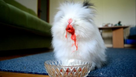 paksu pillua Galleria