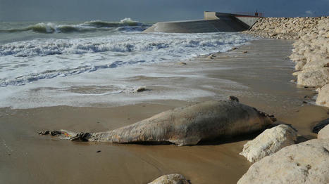 Deux dauphins retrouvés échoués en 48 heures sur une plage du Pas-de-Calais | Biodiversité - @ZEHUB on Twitter | Scoop.it