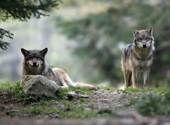 2011, Ann&eacute;e internationale des for&ecirc;ts : Mais qui a peur du loup ? - Goodplanet info | Net-plus-ultra | Scoop.it