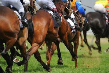 Treating Soft Tissue Injuries in Racehorses - TheHorse.com | Stem Cells & Hemp CBD For Dogs, Cats & Horses | Scoop.it
