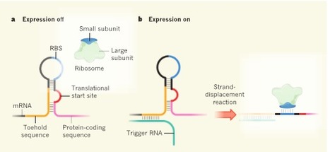Synthetic biology: Toehold gene switches make big footprints | SynBioFromLeukipposInstitute | Scoop.it