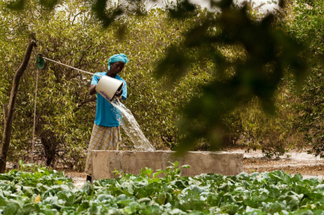 L’UE s'engage dans la lutte contre les pesticides en Afrique | Questions de développement ... | Scoop.it