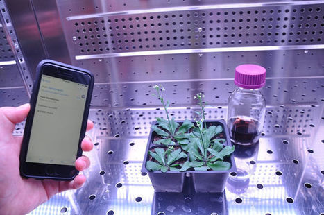 Bomb-Sniffing Bionic Plants Could Look for Pollution | IELTS, ESP, EAP and CALL | Scoop.it