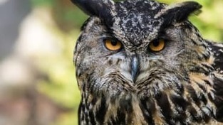 Satelliittiseuranta paljastaa lintujen vaihtelevat reitit ja levähdysalueiden tuhoutumiset – osa paikannustiedoista on pakko salata | Yle Uutiset | yle.fi | 1Uutiset - Lukemisen tähden | Scoop.it