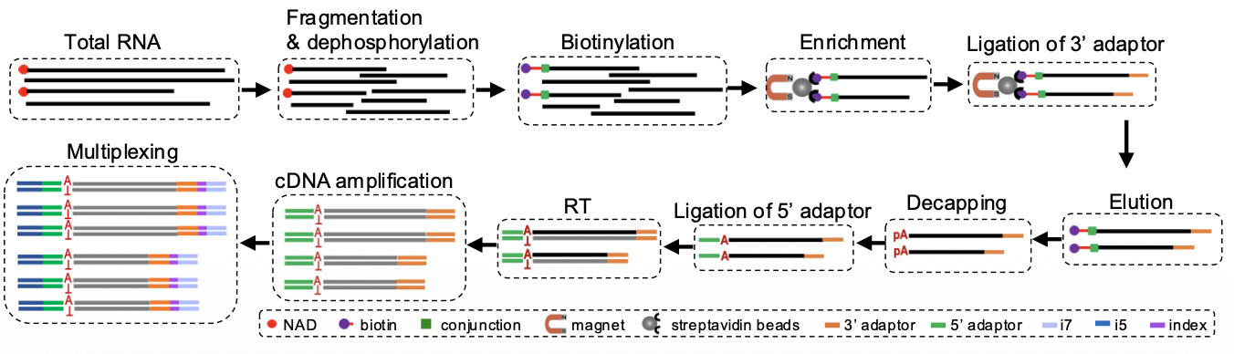 High-resolution mapping reveals features of bac...