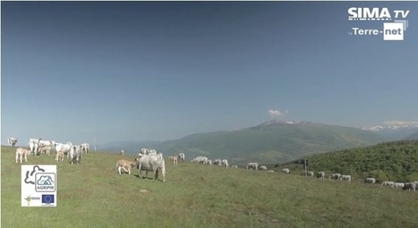 Géolocalisation des troupeaux Les clôtures virtuelles, bientôt une réalité | Pastoralisme Ours Loups Lynx | Scoop.it