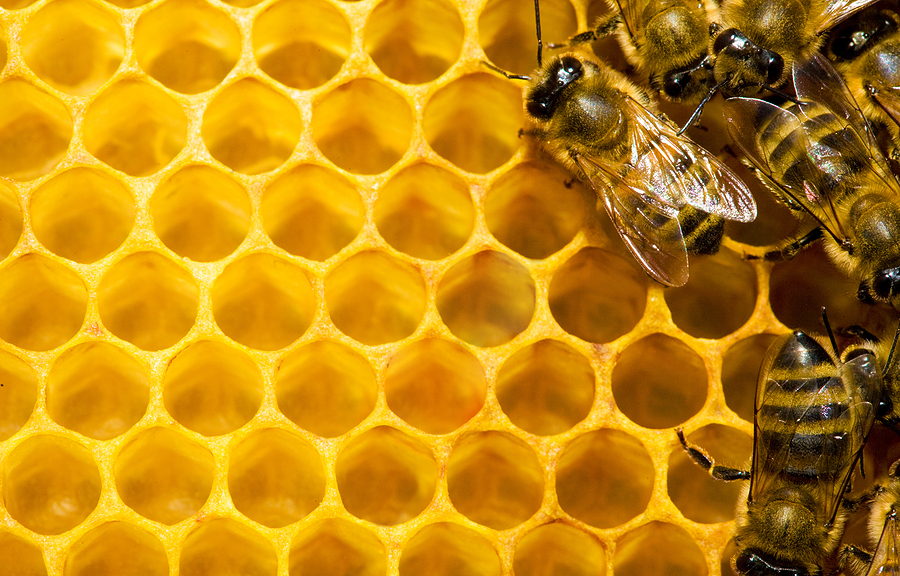 Bees and beekeeping | Scoop.it