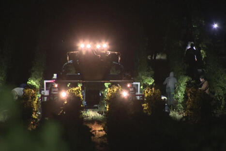 VITICULTURE: "On &eacute;vite de travailler l'apr&egrave;s-midi" : les fortes chaleurs obligent les viticulteurs &agrave; vendanger la nuit mais sont b&eacute;n&eacute;fiques pour la qualit&eacute; du vin | CIHEAM Press Review | Scoop.it