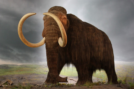 Woolly Mammoth To Be Cloned By Korean Scientists | Science News | Scoop.it